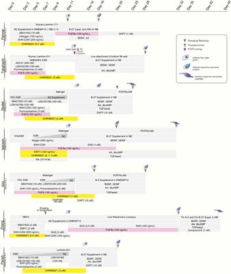 Pluripotent Stem Cell Therapies for Parkinson Disease: Present Challenges and Future Opportunities